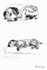 Sketches Of A Dalmatian Puppy By Cecil Aldin Poster Print By Mary Evans Picture Library - Item # VARMEL10957451