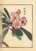Shakunage Or Japanese Rhododendron Species Poster Print By ® Florilegius / Mary Evans - Item # VARMEL10938716
