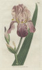 Elder-Scented Or German Iris  Iris Germanica Poster Print By ® Florilegius / Mary Evans - Item # VARMEL10934864