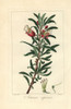 Klapperbos Or Chinese Lantern Tree  Nymania Capensis Poster Print By ® Florilegius / Mary Evans - Item # VARMEL10934624