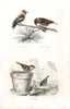 Hawfinch  Red Crossbill And House Sparrow Poster Print By ® Florilegius / Mary Evans - Item # VARMEL10935790