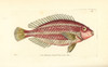 Striped Parrotfish  Scarus Iseri Poster Print By ® Florilegius / Mary Evans - Item # VARMEL10940698