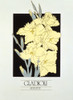 Gladioli Blooms Poster Print By Malcolm Greensmith ® Adrian Bradbury/Mary Evans - Item # VARMEL10271255