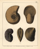 Fossils Of Extinct Cephalopods Poster Print By ® Florilegius / Mary Evans - Item # VARMEL10941094