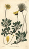 Yellow-Flowered Or Drummond'S Mountain Avensà Poster Print By ® Florilegius / Mary Evans - Item # VARMEL10934944