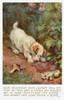Sealyham Terrier Poster Print By Mary Evans Picture Library/Peter & Dawn Cope Collection - Item # VARMEL10981985