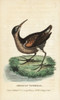 Virginia Rail  Rallus Limicola Poster Print By ® Florilegius / Mary Evans - Item # VARMEL10937803