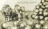 A Profitable Crop Of Onions Grown In Canada Poster Print By Mary Evans / Grenville Collins Postcard Collection - Item # VARMEL10493854
