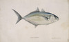 Carangoides Crysos  Blue Runner Poster Print By Mary Evans / Natural History Museum - Item # VARMEL10706821