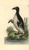 Great Auk  Pinguinus Impennis Extinct Poster Print By ® Florilegius / Mary Evans - Item # VARMEL10940633