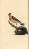 Whinchat  Saxicola Rubetra Poster Print By ® Florilegius / Mary Evans - Item # VARMEL10936372