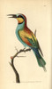 European Bee-Eater  Merops Apiaster Poster Print By ® Florilegius / Mary Evans - Item # VARMEL10940286