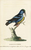 Red-Legged Honeycreeper  Cyanerpes Cyaneus Poster Print By ® Florilegius / Mary Evans - Item # VARMEL10937972