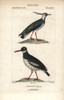 Northern Lapwing  Vanellus Vanellus  And Eurasianà Poster Print By ® Florilegius / Mary Evans - Item # VARMEL10938963