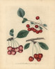 Cherry Varieties  Prunus Avium Poster Print By ® Florilegius / Mary Evans - Item # VARMEL10935711