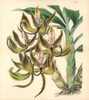 Mr Loddiges' Swan Orchid  Cycnoches Loddigesii Poster Print By ® Florilegius / Mary Evans - Item # VARMEL10935030