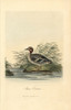 Common Teal  Anas Crecca Poster Print By ® Florilegius / Mary Evans - Item # VARMEL10937435