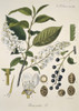 Prunus Padus L. Xxv 95  Bird Cherry Poster Print By Mary Evans / Natural History Museum - Item # VARMEL10704285