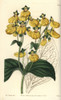 Crenate-Flowered Calceolaria  Calceolaria Crenatiflora Poster Print By ® Florilegius / Mary Evans - Item # VARMEL10940106