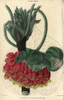 Crimson And Yellow Flowered Wallich'S Astrapaeaà Poster Print By ® Florilegius / Mary Evans - Item # VARMEL10939420