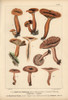 Mild Milkcap  Lactarius Subdulcis  Edibleà Poster Print By ® Florilegius / Mary Evans - Item # VARMEL10939306