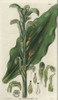 Neottia Grandiflora Or Sarcoglottis Grandifloraà Poster Print By ® Florilegius / Mary Evans - Item # VARMEL10934892
