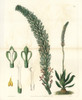 Lizard'S Tongue Orchid  Sauroglossum Nitidum Poster Print By ® Florilegius / Mary Evans - Item # VARMEL10940113