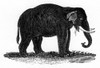 Indian Elephant Poster Print By Mary Evans Picture Library/Peter & Dawn Cope Collection - Item # VARMEL11066343