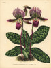 Sir Trevor Lawrence'S Cypripedium Orchid Poster Print By ® Florilegius / Mary Evans - Item # VARMEL10939364