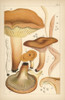 Weeping Milk Cap  Mild Milk Cap  Saffron Milkcapà Poster Print By ® Florilegius / Mary Evans - Item # VARMEL10936601