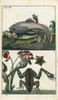 Paradoxical Frog And Labyrinthine Toad-Frog Poster Print By ® Florilegius / Mary Evans - Item # VARMEL10941749