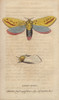 Ghost Moth  Hepialus Humuli Poster Print By ® Florilegius / Mary Evans - Item # VARMEL10940980 Ghost Moth  Hepialus Humuli Poster Print By ® Florilegius / Mary Evans - Item # VARMEL10940980
