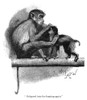 Illustration  Two Monkeys In A Zoo Poster Print By Mary Evans Picture Library - Item # VARMEL10981257