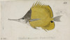 Chaetodon Aculeatus  Longsnout Butterflyfish Poster Print By Mary Evans / Natural History Museum - Item # VARMEL10706123