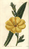 Redsepal Evening Primrose  Oenothera Glazioviana Poster Print By ® Florilegius / Mary Evans - Item # VARMEL10940102