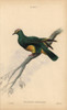 Grey-Green Fruit Dove  Ptilinopus Purpuratus Poster Print By ® Florilegius / Mary Evans - Item # VARMEL10938847