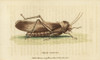 Great Locust Poster Print By ® Florilegius / Mary Evans - Item # VARMEL10937923