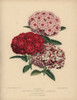 Pink  Crimson And Striped Verbena Hybrids~I~C~~~ History Historical~~® Florilegius / Mary Evans~ Poster Print By - Item # VARMEL10936820