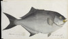 Fish Illustration By Robert Neill Poster Print By Mary Evans / Natural History Museum - Item # VARMEL10716174