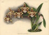 Odontoglossum Sceptro-Crispum  L Lind  Hybrid Orchid Poster Print By ® Florilegius / Mary Evans - Item # VARMEL10939343