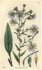 Smooth-Leaved Michaelmas Daisy  Aster Laevigatus Poster Print By ® Florilegius / Mary Evans - Item # VARMEL10934954