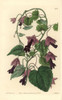 Purple Bell Vine  Lophospermum Atrosanguineum Poster Print By ® Florilegius / Mary Evans - Item # VARMEL10935283