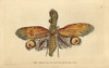 Peanut-Headed Lanternfly  Alligator Bug  Greatà Poster Print By ® Florilegius / Mary Evans - Item # VARMEL10940858