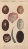 Variety Of Tropical Shells Including Patellaà Poster Print By ® Florilegius / Mary Evans - Item # VARMEL10940947