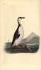 Great Auk  Pinguinus Impennis  Hunted To Extinction In 1844 Poster Print By ® Florilegius / Mary Evans - Item # VARMEL10936359