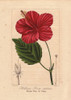 Chinese Hibiscus  Hibiscus Rosa Sinensis Poster Print By ® Florilegius / Mary Evans - Item # VARMEL10934699