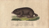 African Coast Rat Or Cape Mole Rat  Georychus Capensis Poster Print By ® Florilegius / Mary Evans - Item # VARMEL10941033