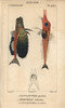 Flying Gurnard  Dactylopterus Volitans  Andà Poster Print By ® Florilegius / Mary Evans - Item # VARMEL10938422