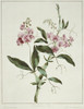 Lathyrus Latifolius  Everlasting Pea Poster Print By Mary Evans / Natural History Museum - Item # VARMEL10712382