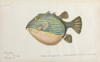 Fish Illustration Poster Print By Mary Evans / Natural History Museum - Item # VARMEL10716319